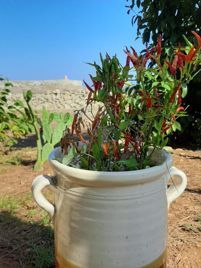 Tenuta L'Alba Di Monte Matino โอตรันโต ภายนอก รูปภาพ